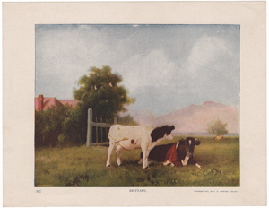 Vintage Calendar Art cows, cattle, livestock, farm life, etc.